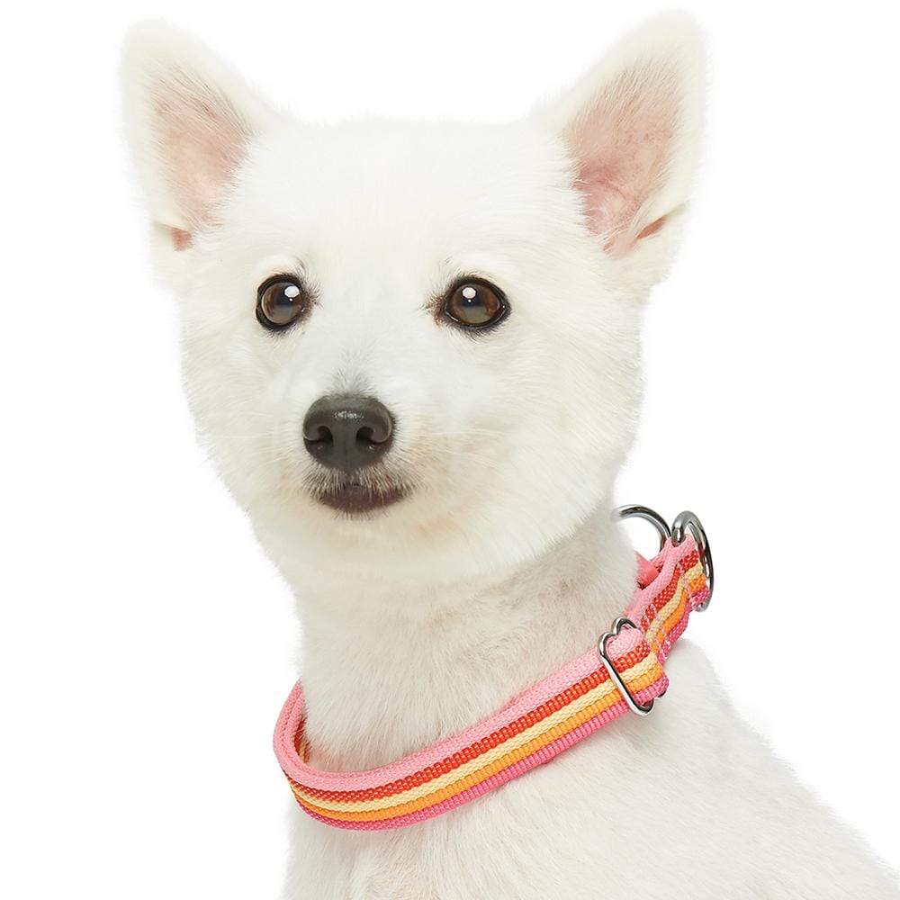 Multi-colored Stripe Dog Collar