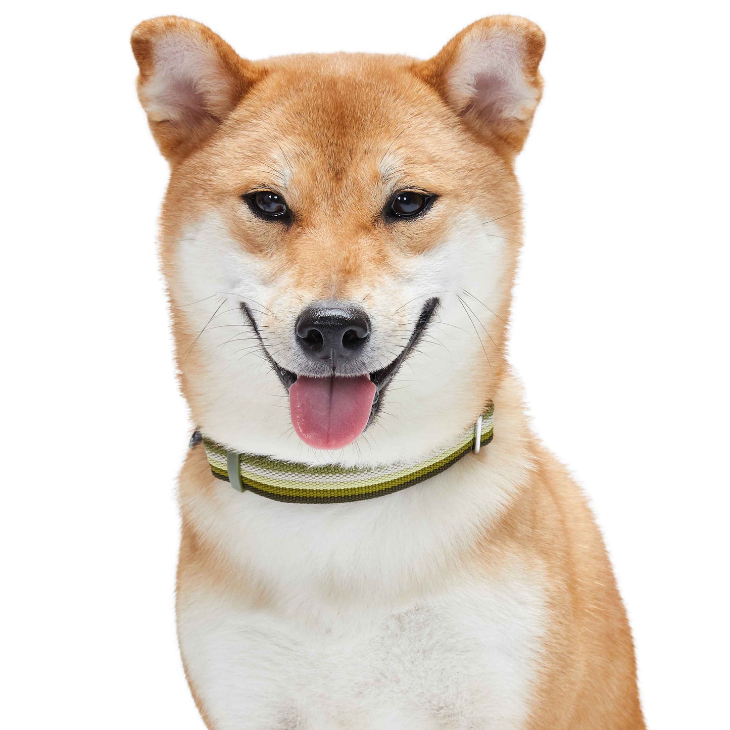 Multi-colored Stripe Dog Collar