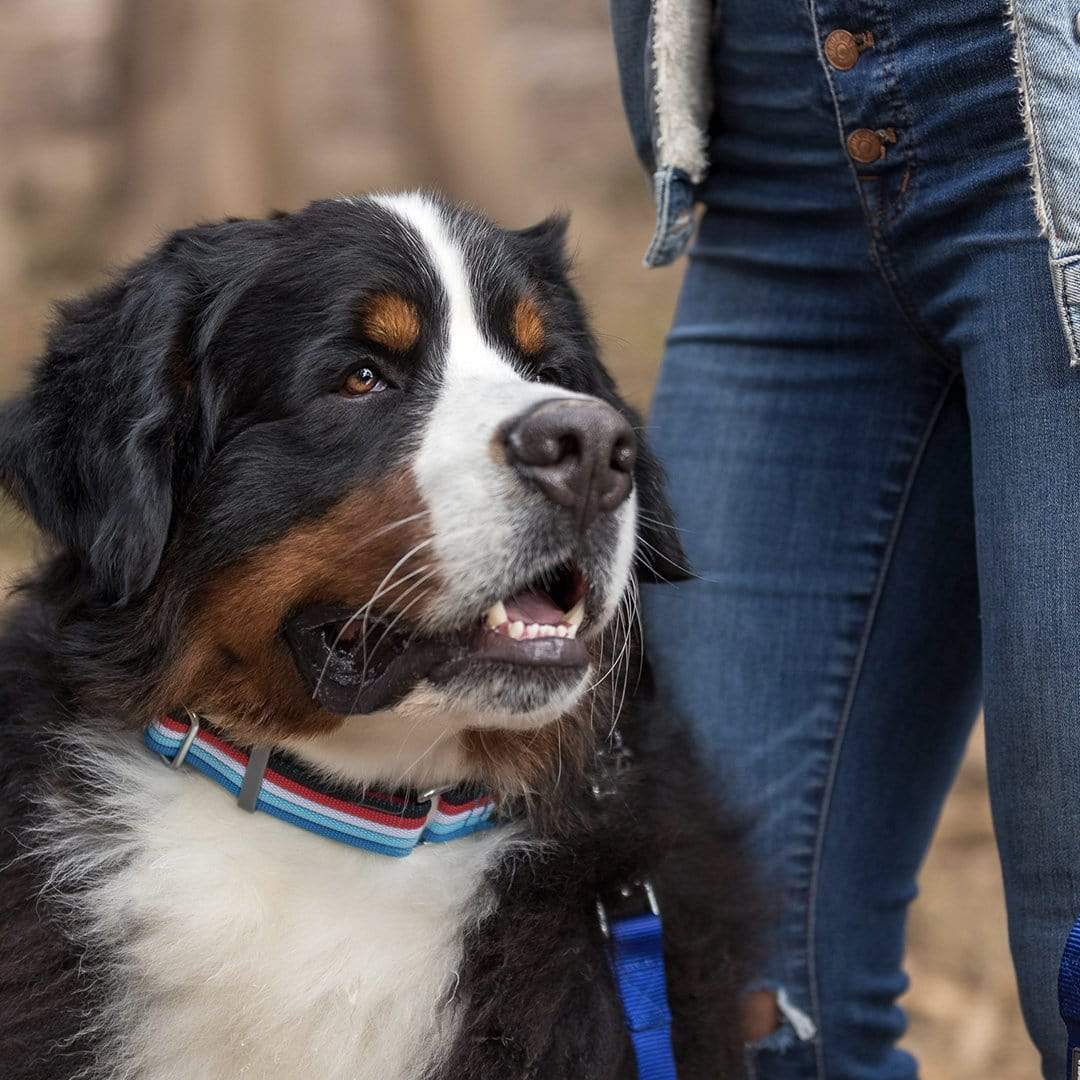 Multi-colored Stripe Dog Collar