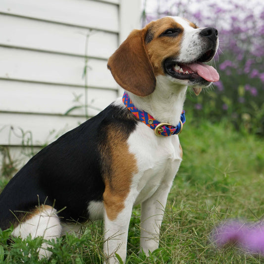 Southwestern Tribal Dog Collar